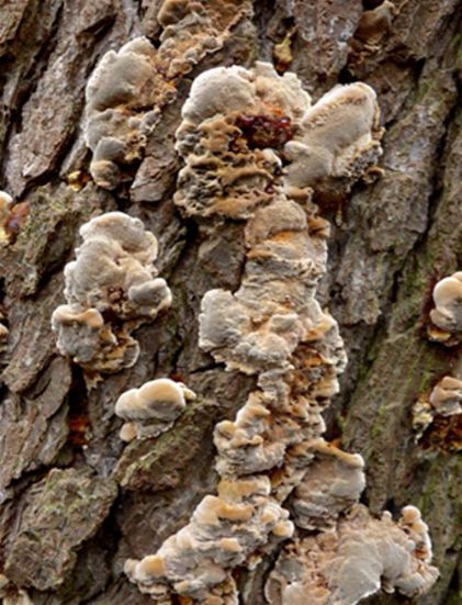 A young resupinate morphology on a mature alder along the Great Ouse, Bedfordshire 